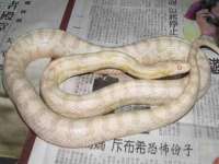 贵州博业丰商贸有限公司